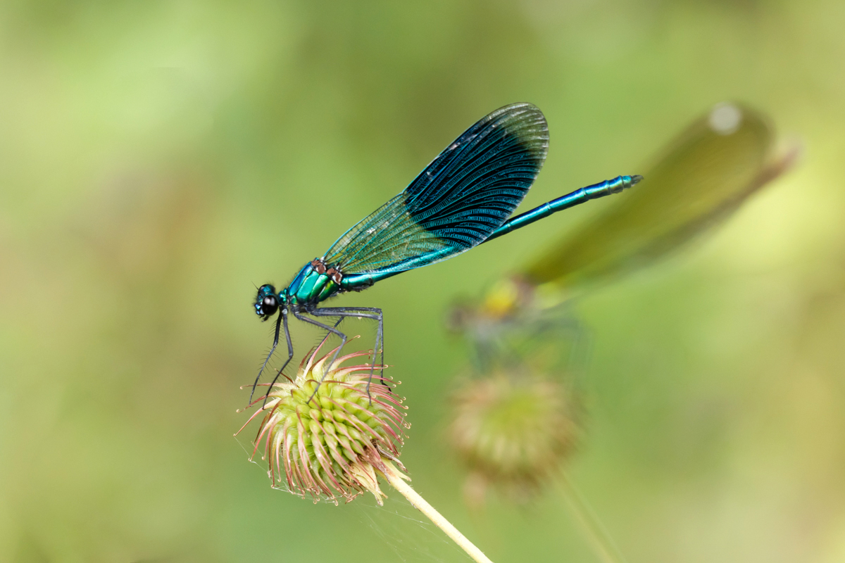 Gebänderte Prachtlibelle (Männchen)