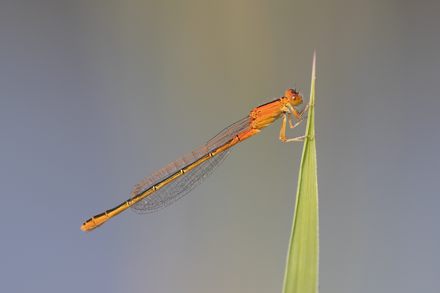 Forma Aurantiaca