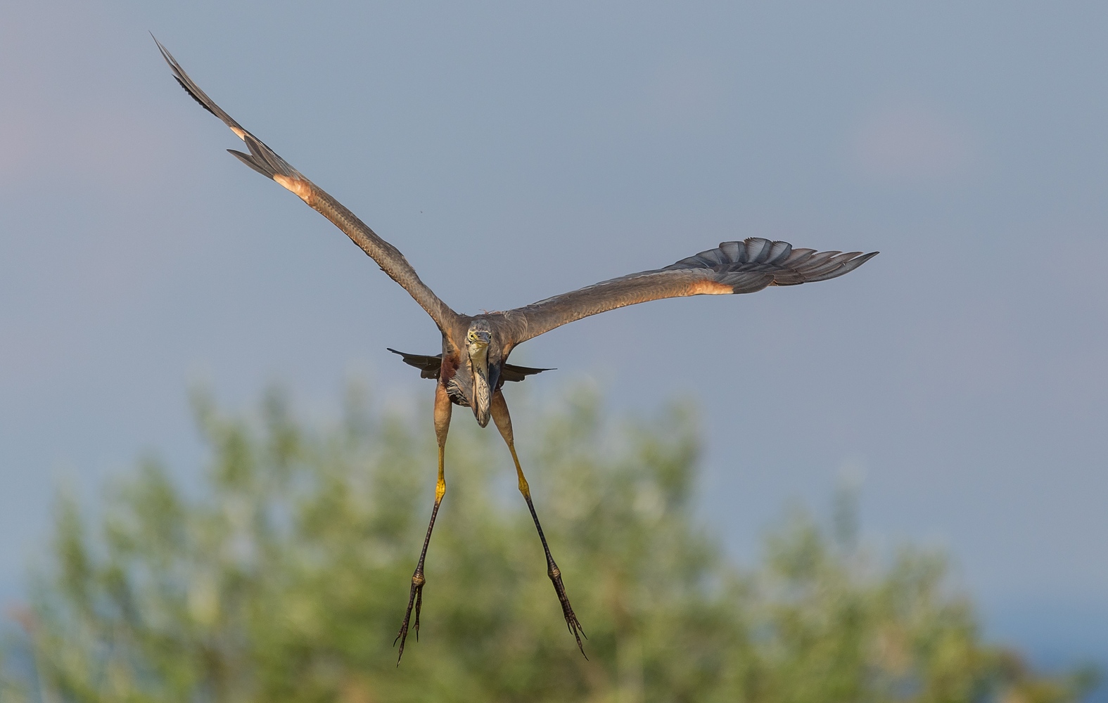 Purpurreiher Frontal-Landeanflug