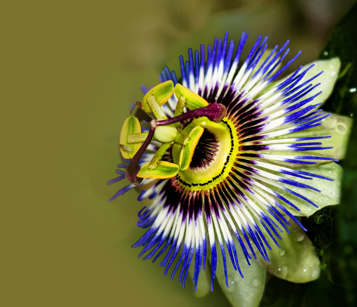 Passionsblume