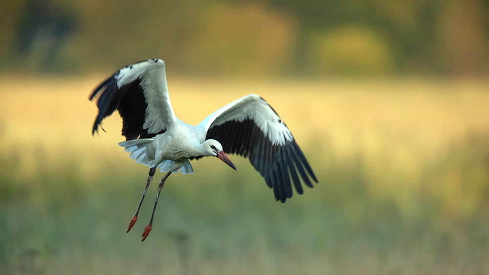 startender Weißstorch