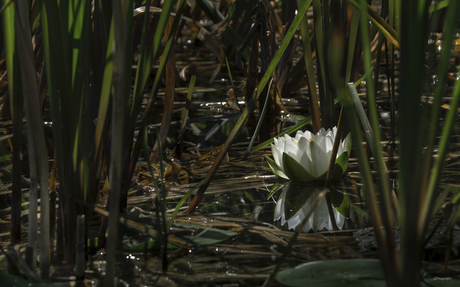 eine weiße Seerose...