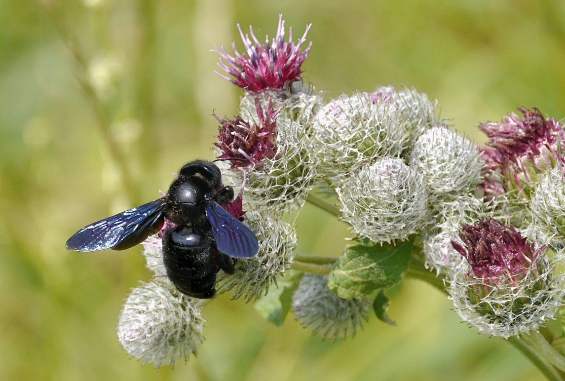 Besuch auf der Distelblüte