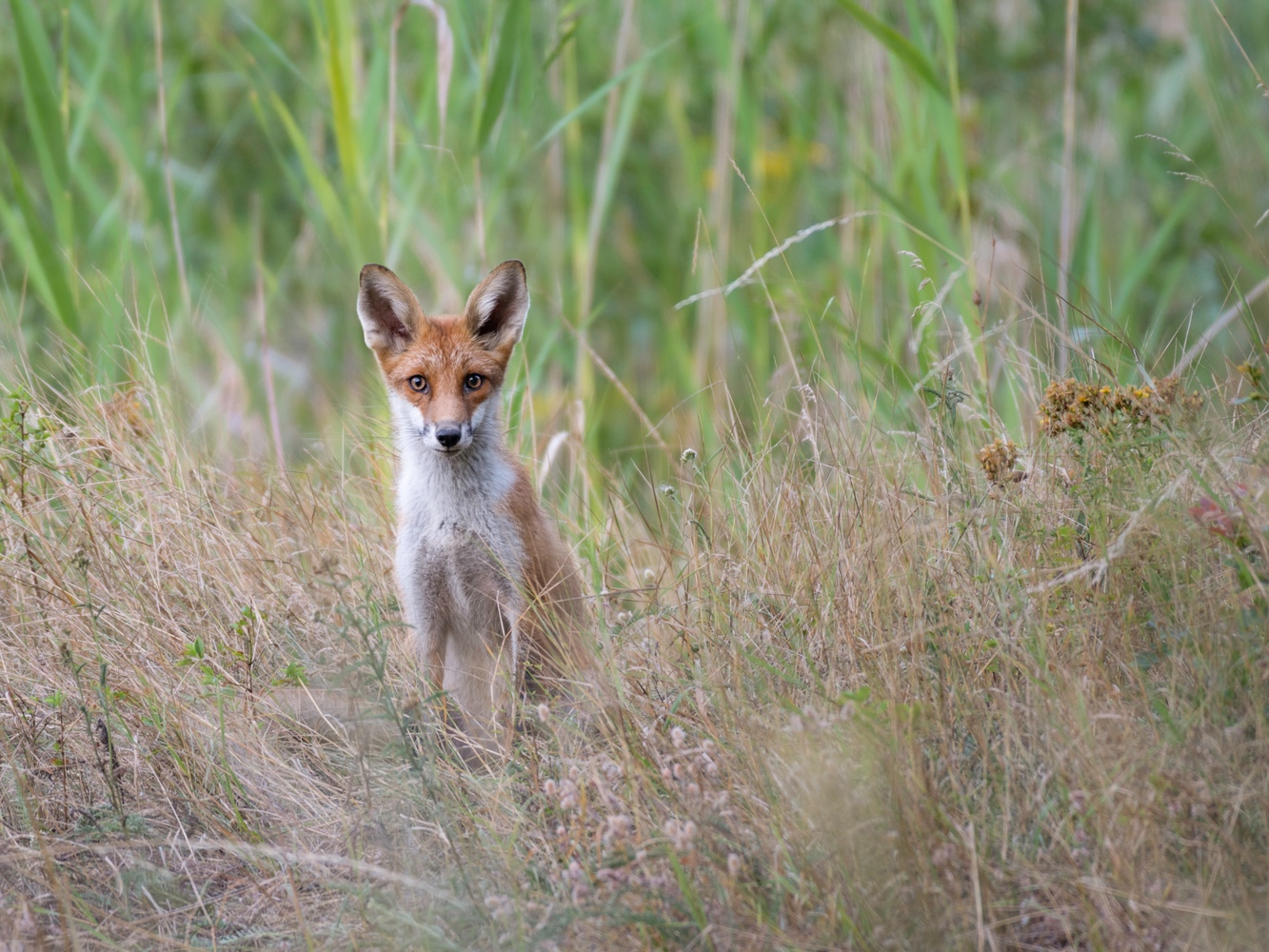 Junger Rotfuchs