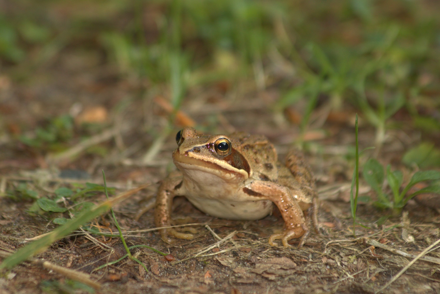 Grasfrosch