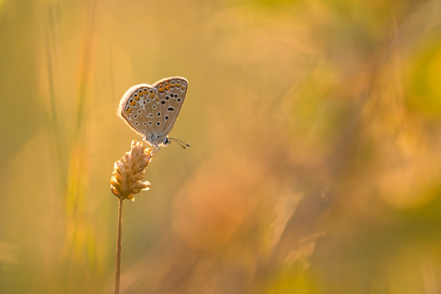 Sommerglut