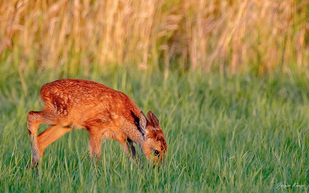 Bambi ?