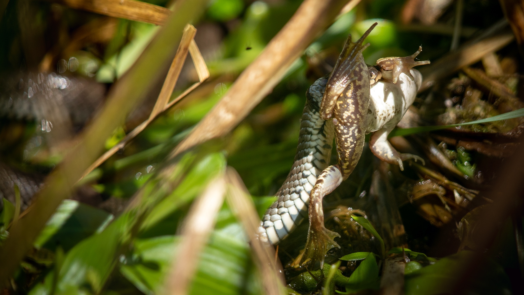 Krass (Forum für Naturfotografen)