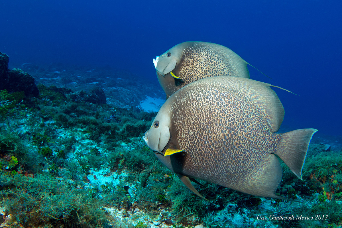 Graue Kaiserfische