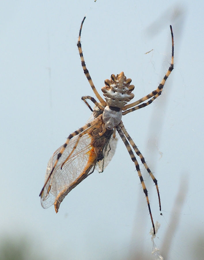 Argiope lobata 
