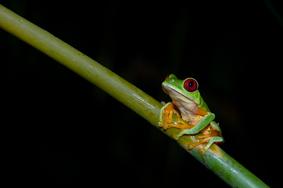 Agalychnis callidryas