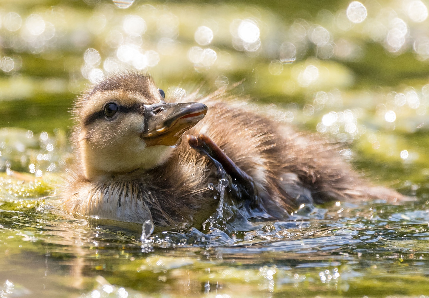 Entenk ken Forum F r Naturfotografen 