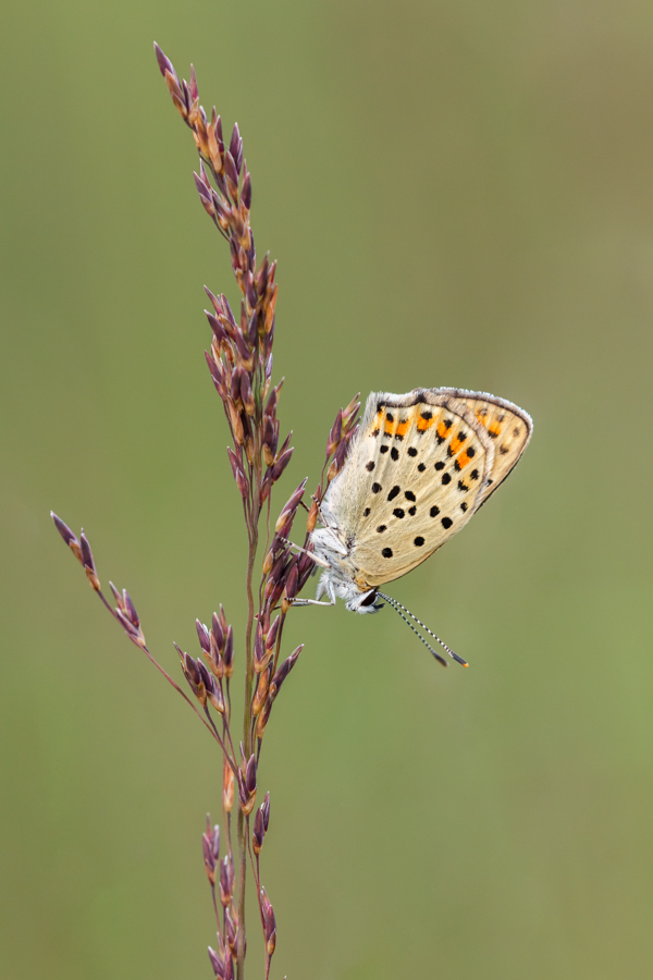 Lycaena tityrus, Brauner Feuerfalter