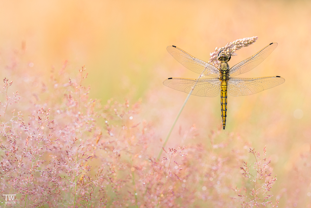 Filigranes aus der Wiese