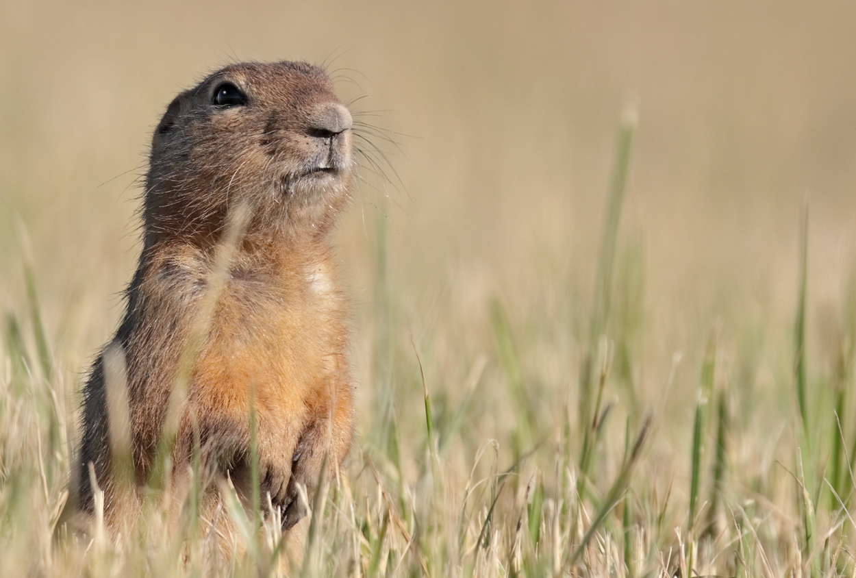 Richardson´s Ziesel (Spermophilus richardsonii) Richardson´s Ground Squirrel