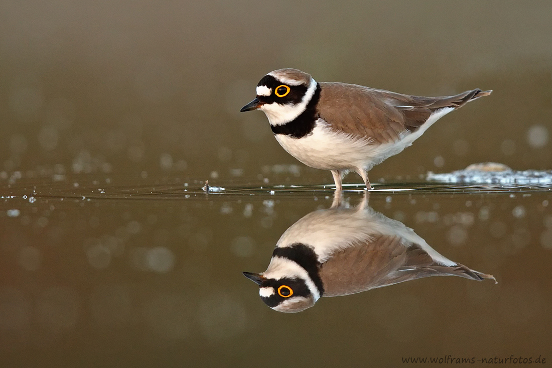 Spiegelung