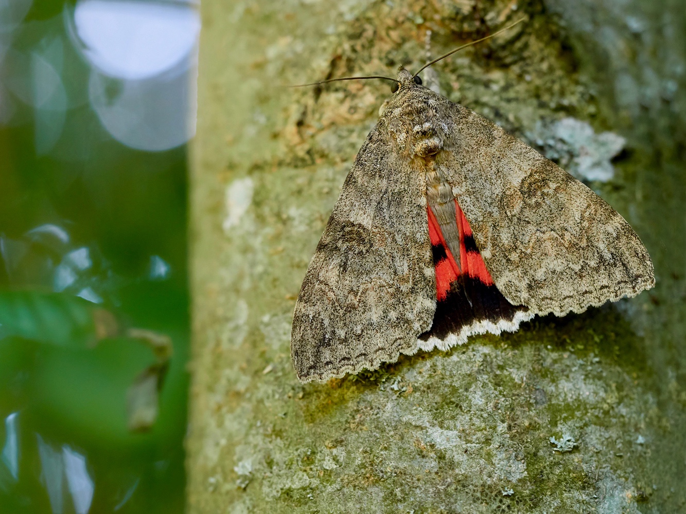 Catocala nupta