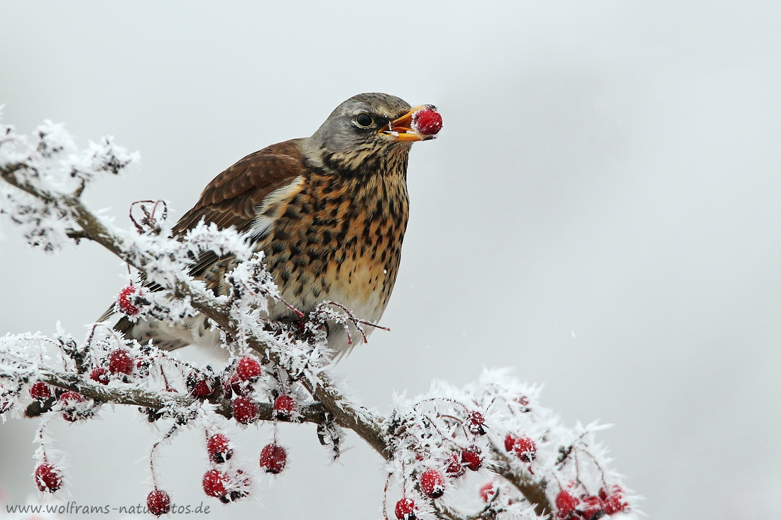 Eisbeeren