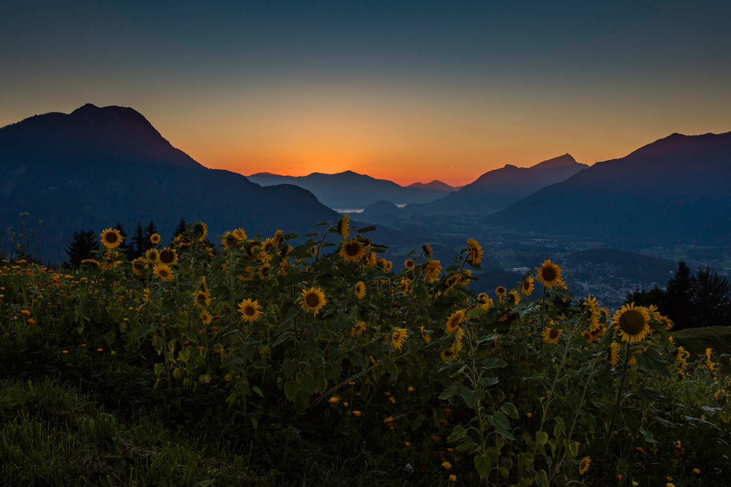 Sonnenblumen