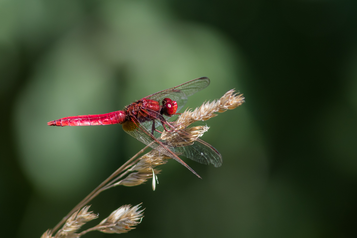 Feuerlibelle