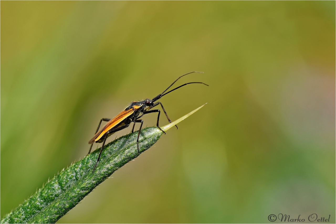 Langhaarige Dolchwanze ( Leptopterna dolabrata)