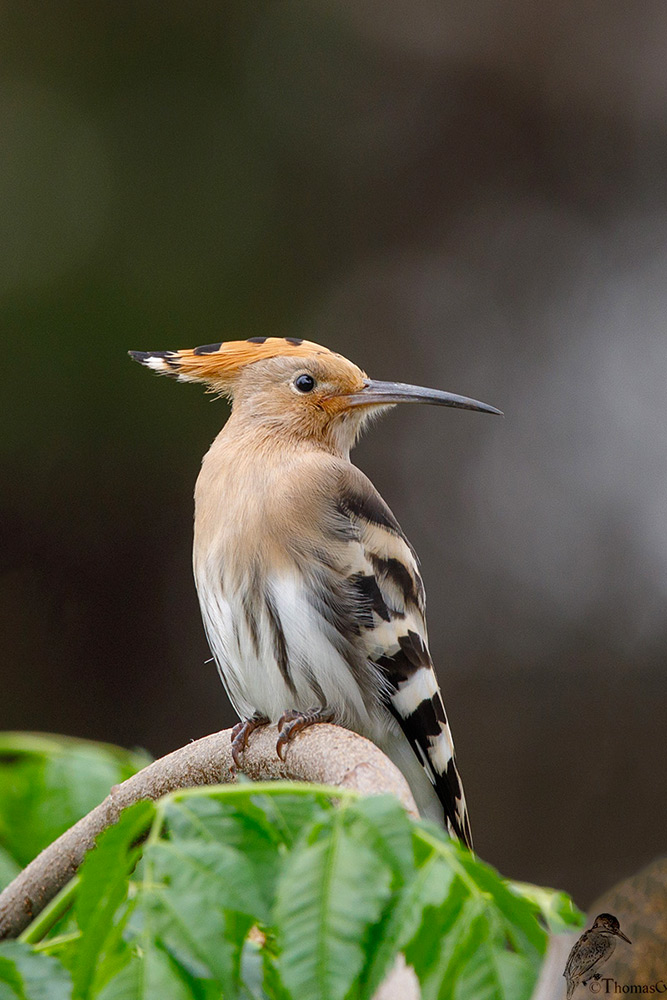 Wiedehopf (Upupa epops)