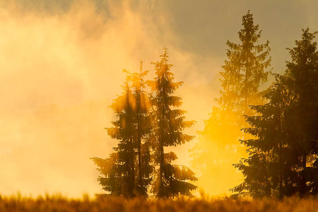 Bodennebel trifft auf das letzte Licht der Abendsonne