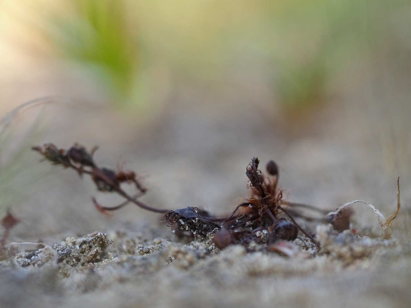 Mittlerer Sonnentau (drosera intermedia)