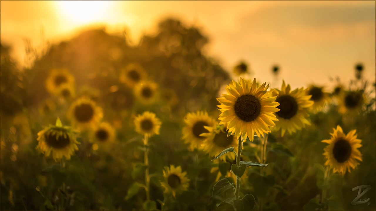 > Sommer, Sonne, Sonnenblumen <