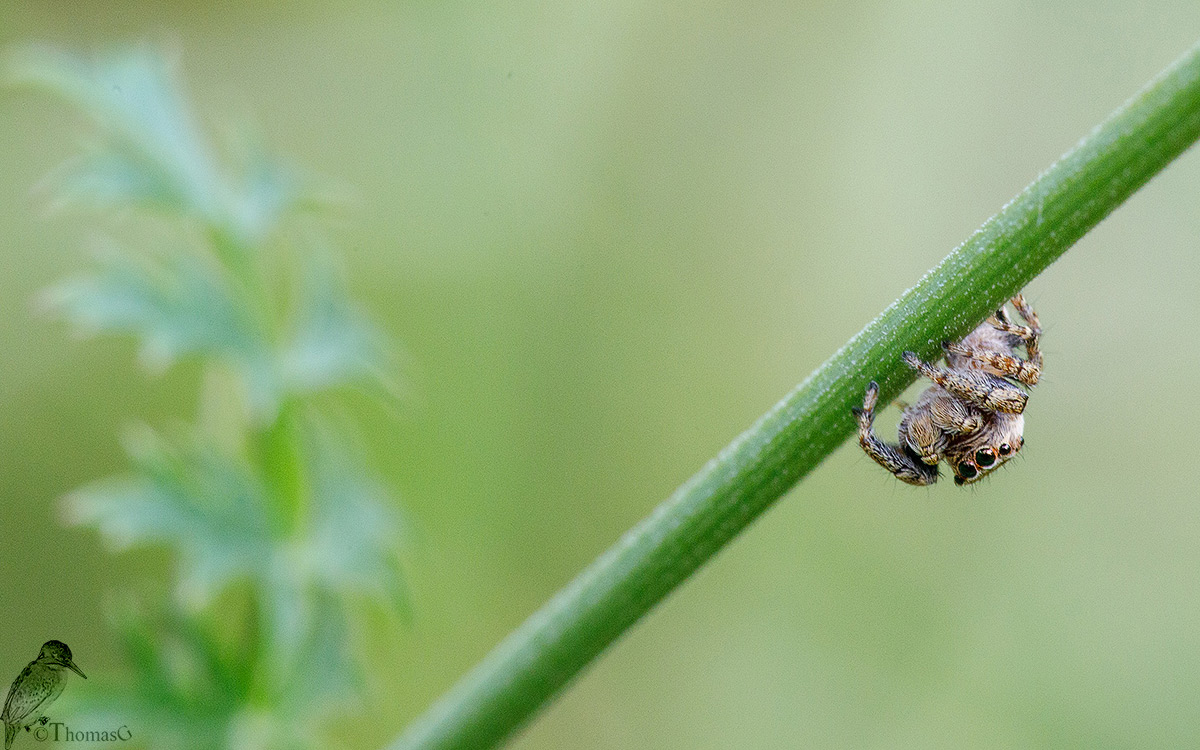 Springspinne