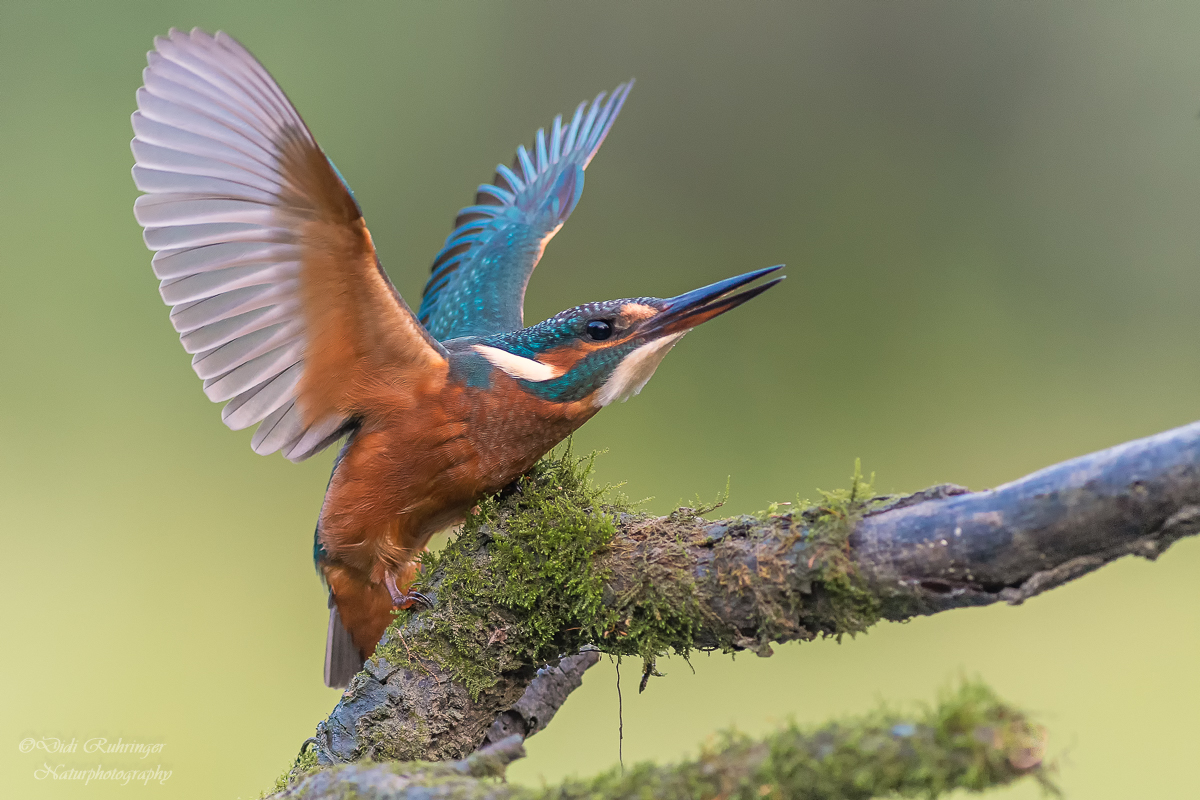 Eisvogel