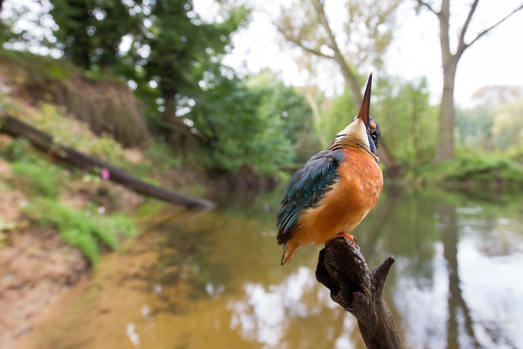 Eisvogel