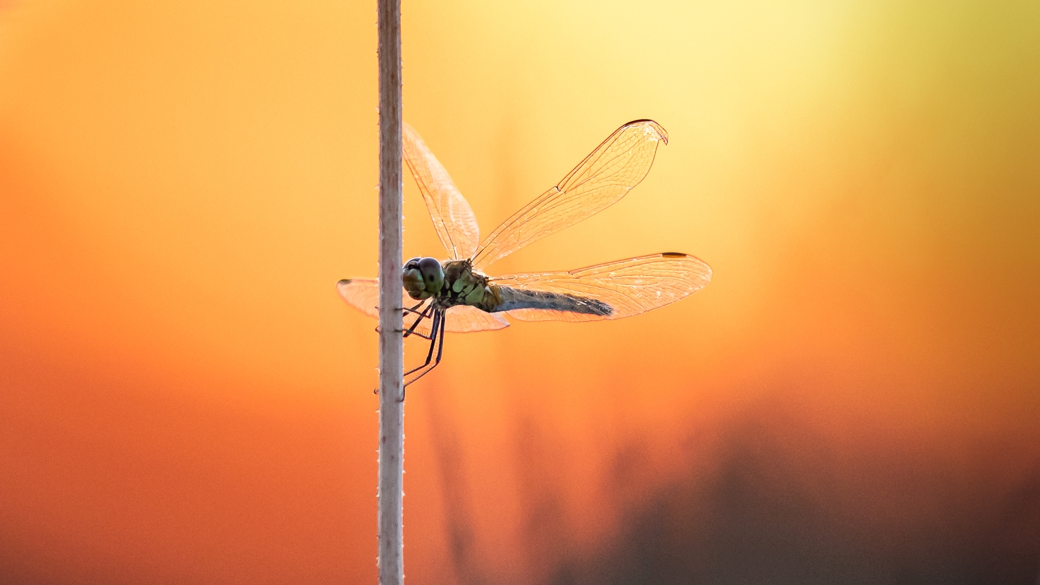 In der Glut der Abendsonne