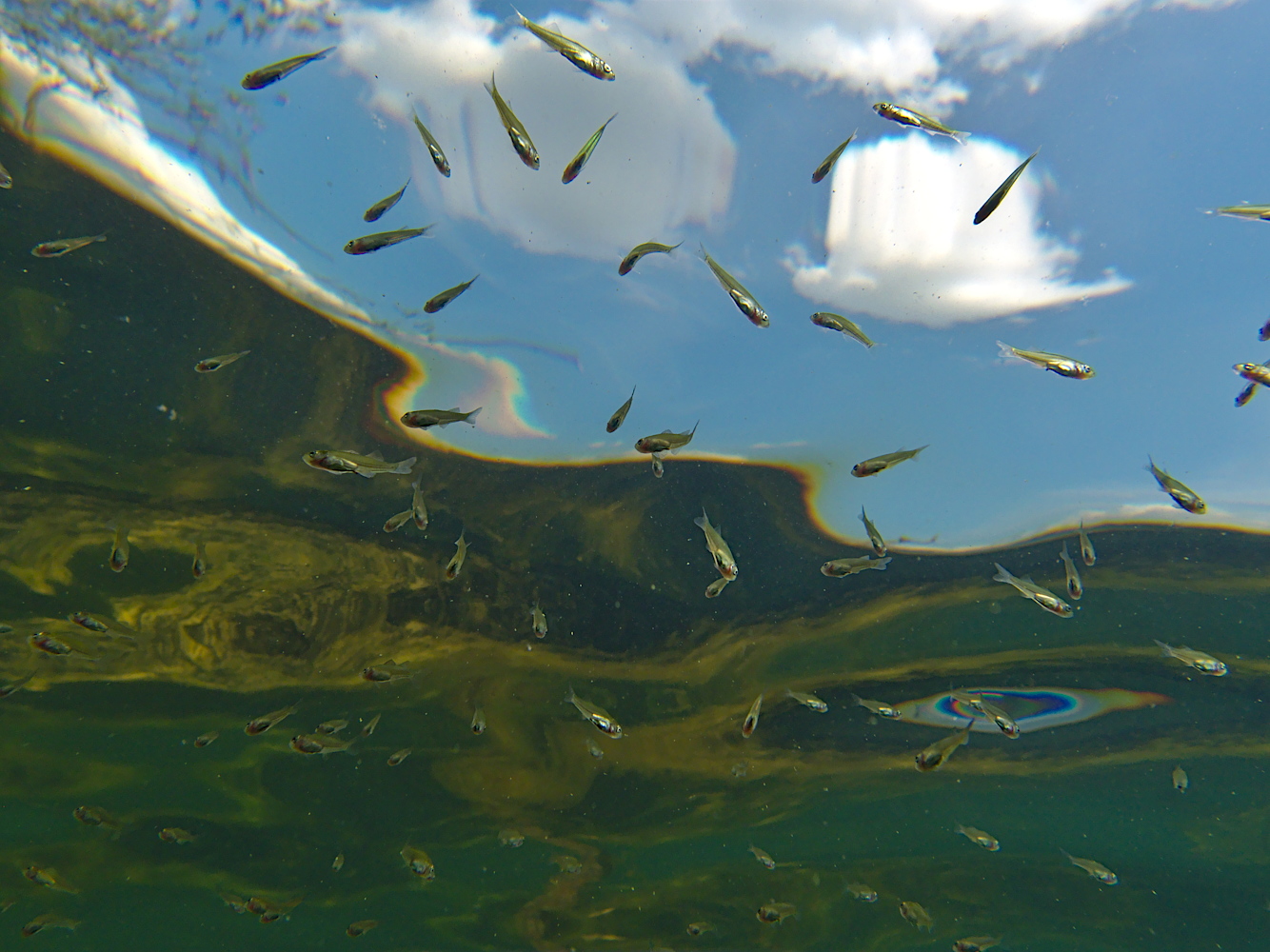 Jungfisch aus der Fischperspektive