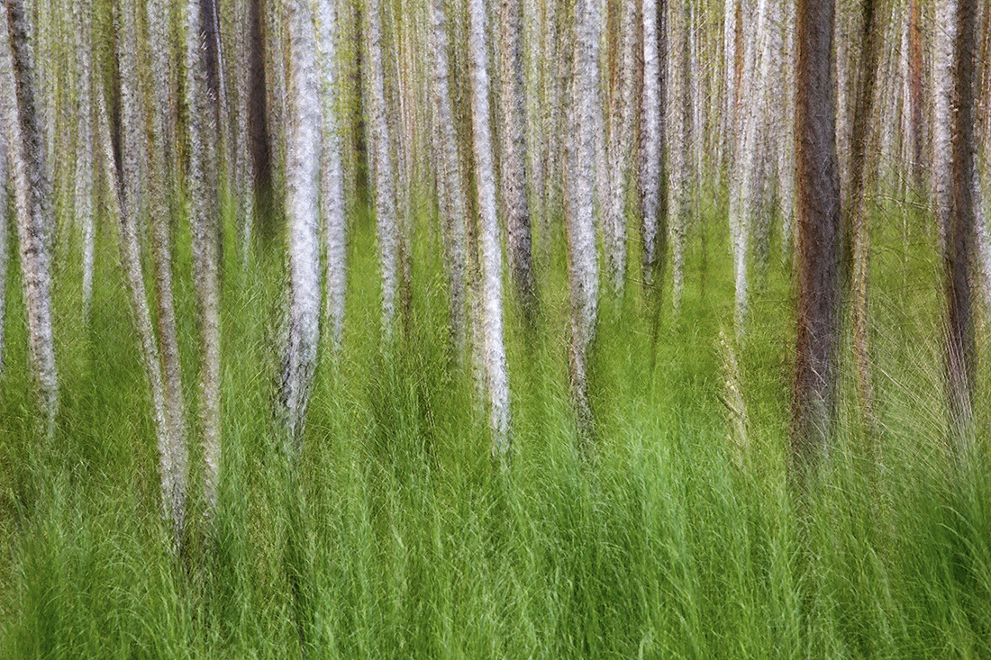 Wischer im Birkenwald II