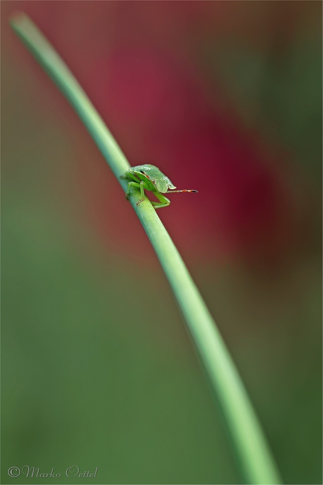 Grüne Stinkwanze (Palomena prasina)