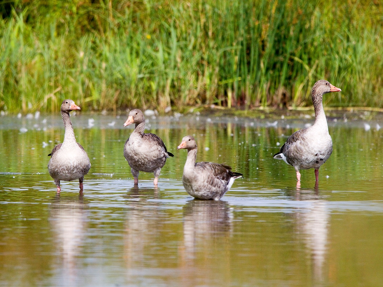 Gänsequartett