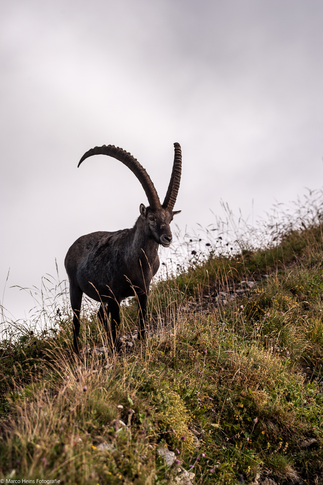 Steinbock am Augstmatthorn