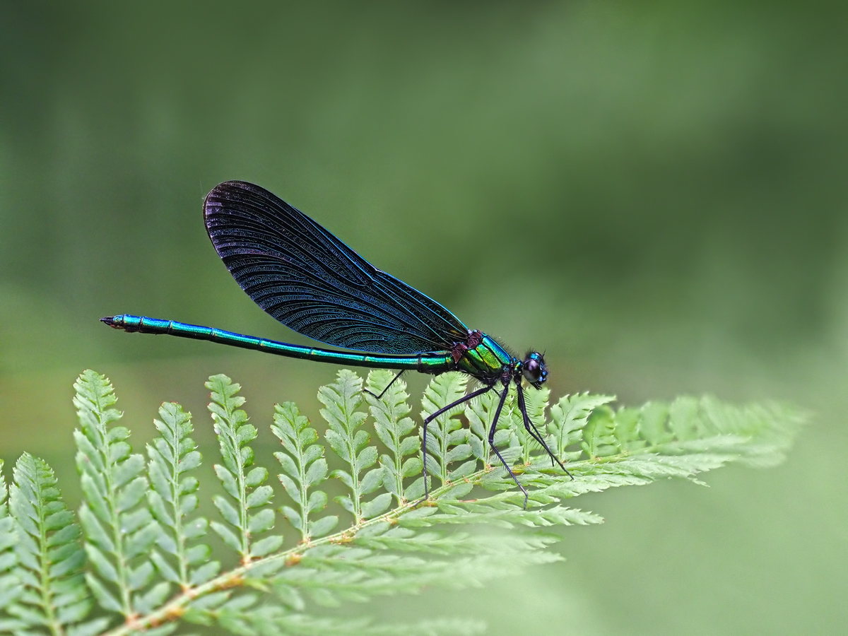 Blaue Prachtlibelle