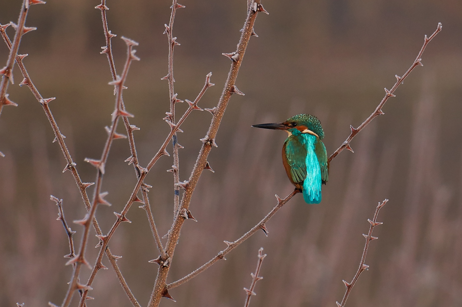 Eisvogel auf eisigen Dornen