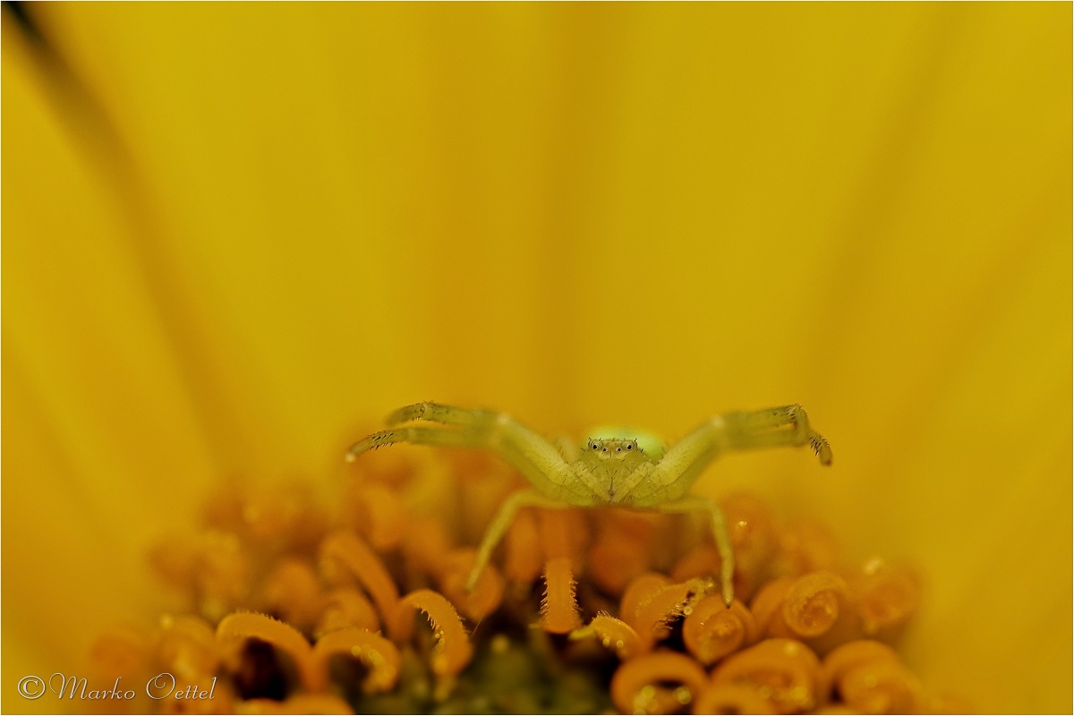 Der Wächter der Blüte