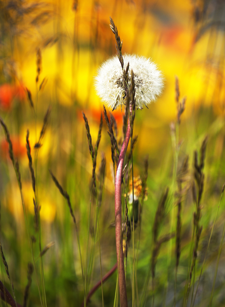 Pusteblume in Gräsern vor Islandmohn in Norwegen.