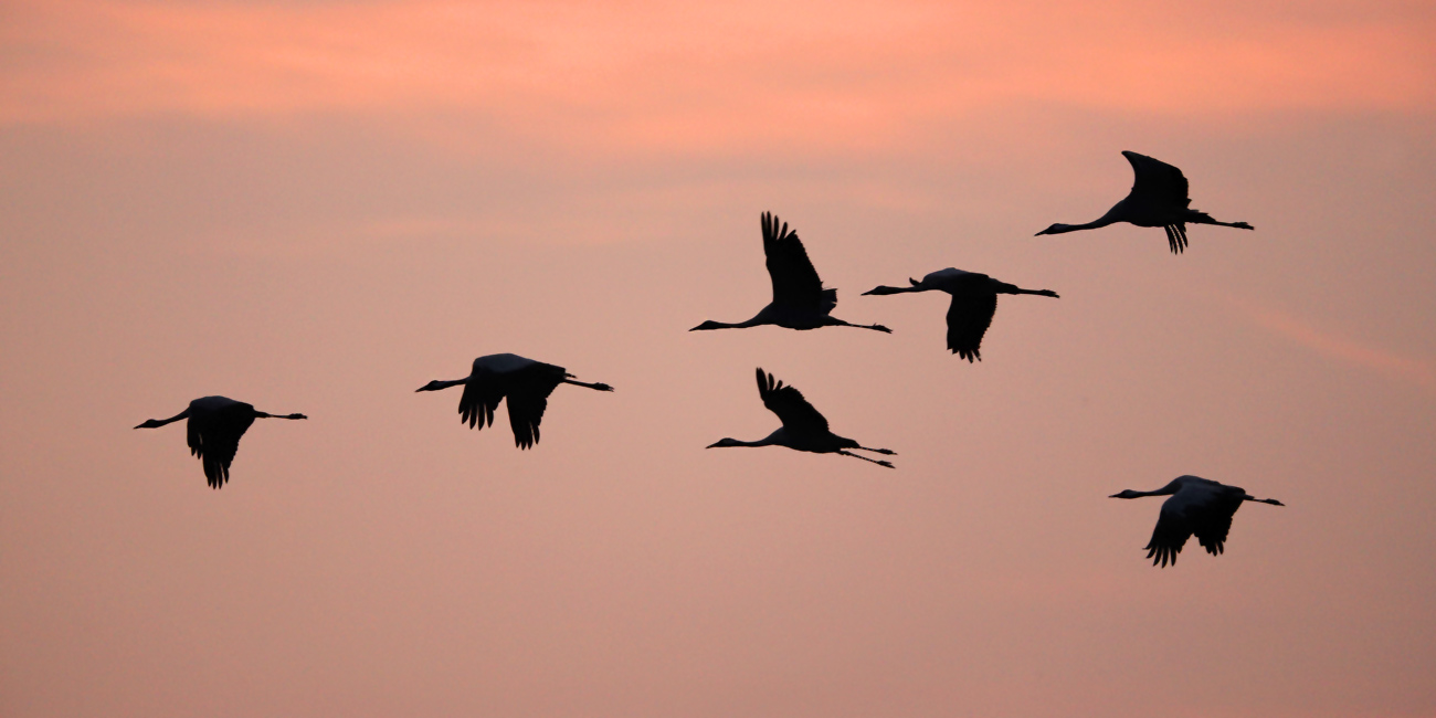 Morgendlicher Abflug der Kraniche