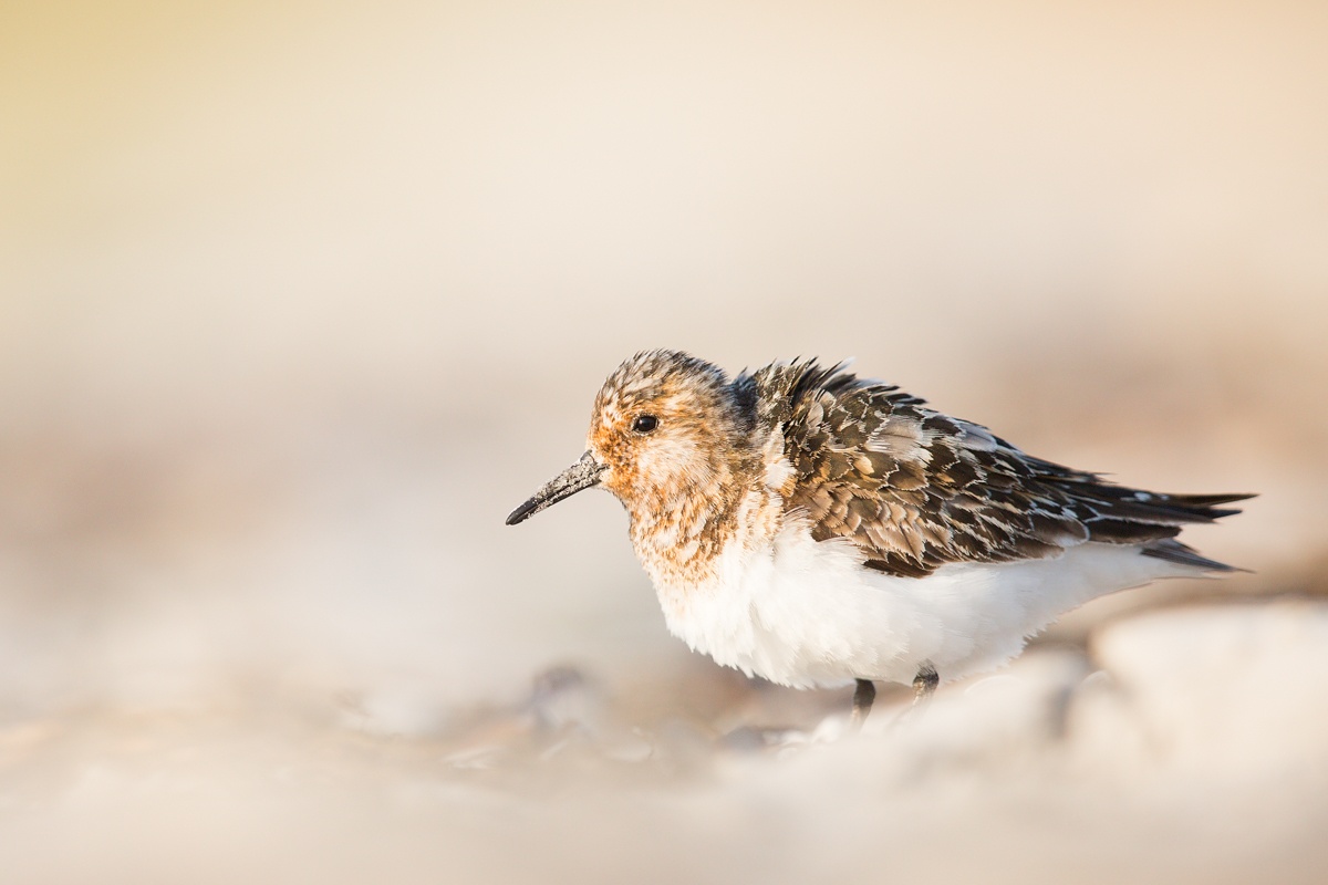 adulter Sanderling