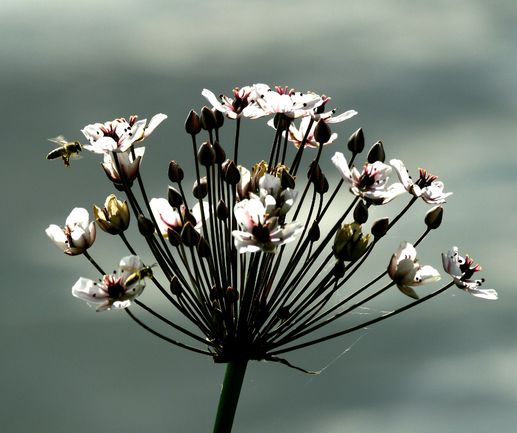 Schwanenblume