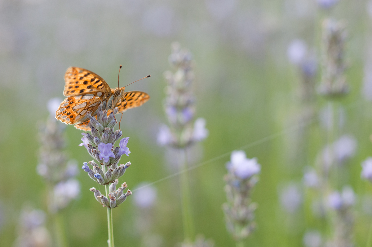 ~ Kürzlich im istrischen Lavendel ~