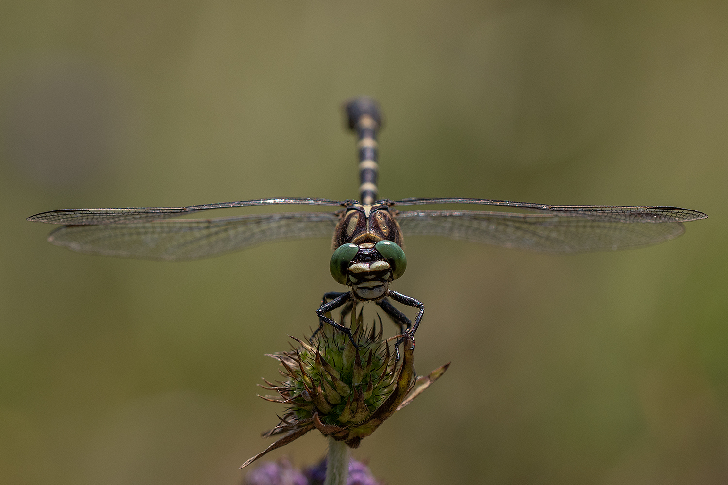 Kleine Zange auf Wiesenknopf