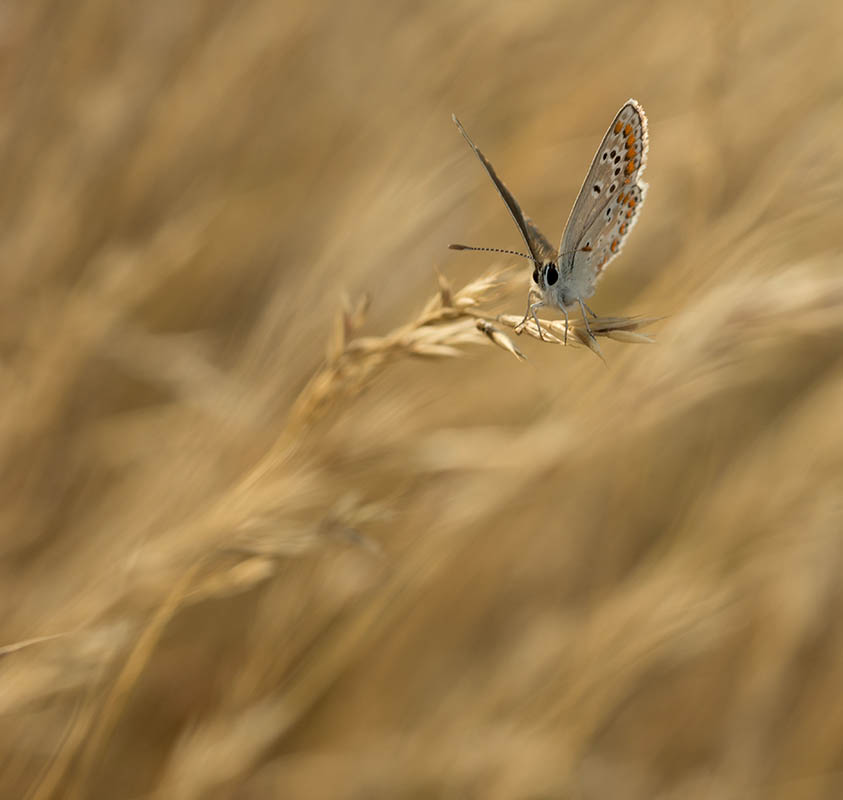 Bläuling im Gras