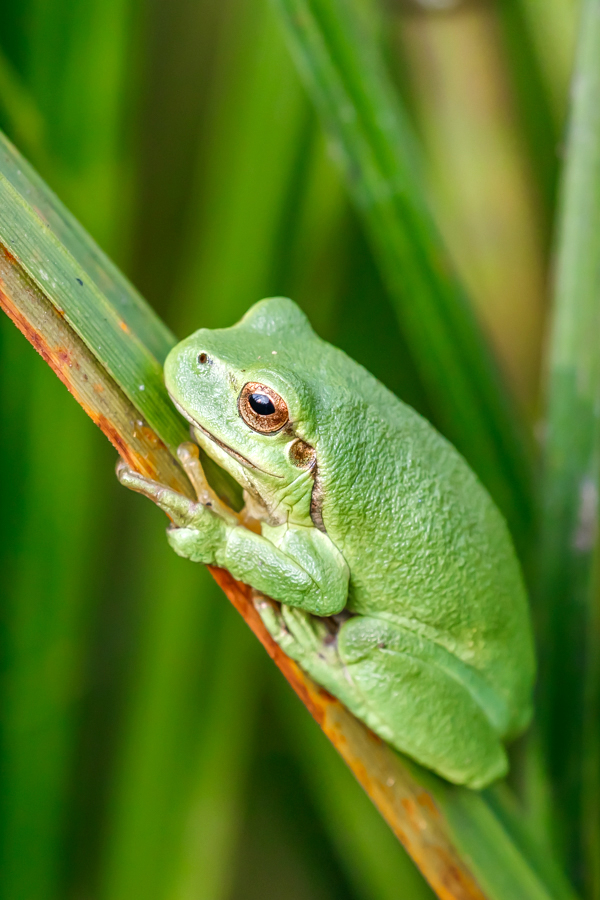 Laubfrosch-Portrait