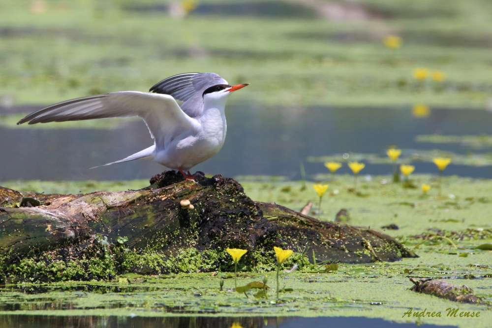 Fluss-Seeschwalbe (Sterna hirundo)